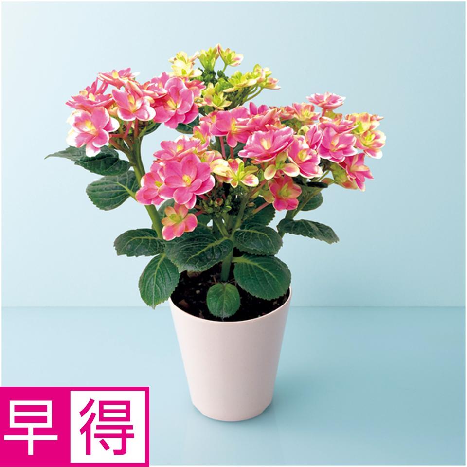 【母の日早得】宮崎園芸あじさい「凛」（ＳＵＳＴＥＥ付） 商品サムネイル