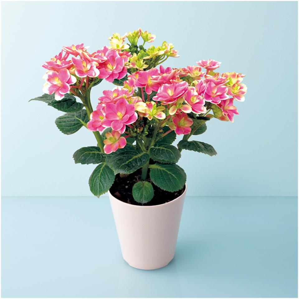 【母の日早得】宮崎園芸あじさい「凛」（ＳＵＳＴＥＥ付） 商品サムネイル