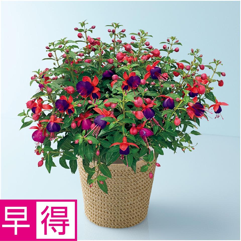 【母の日早得】田中園芸フクシア「ジョリーズ・ナンテス」（ＳＵＳＴＥＥ付） 商品サムネイル