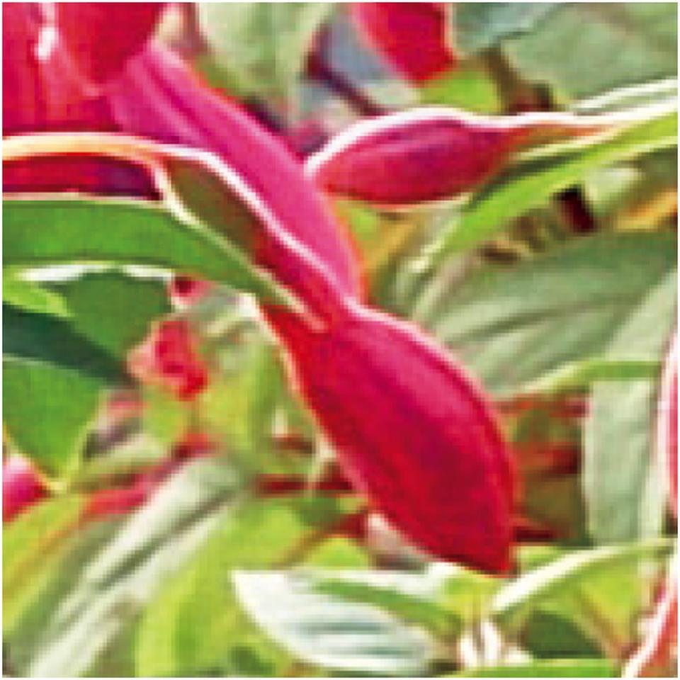 【母の日早得】田中園芸フクシア「ジョリーズ・ナンテス」(SUSTEE付) 商品画像(1)