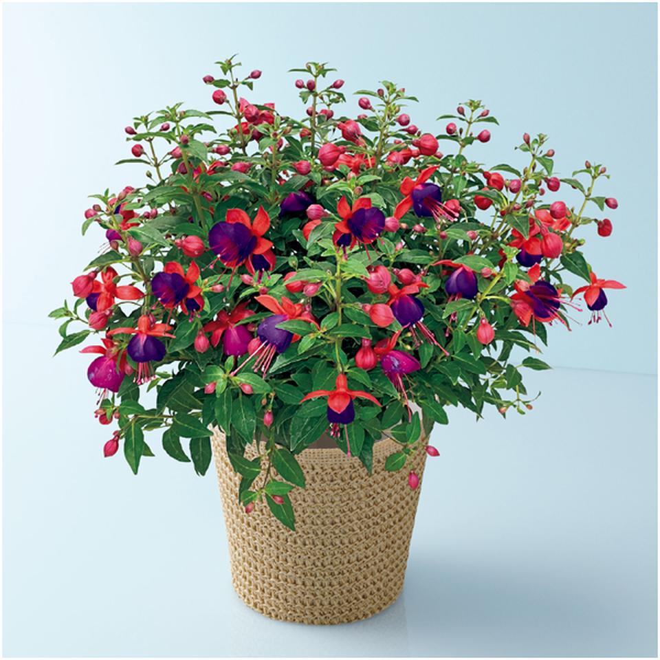 【母の日早得】田中園芸フクシア「ジョリーズ・ナンテス」（ＳＵＳＴＥＥ付） 商品サムネイル