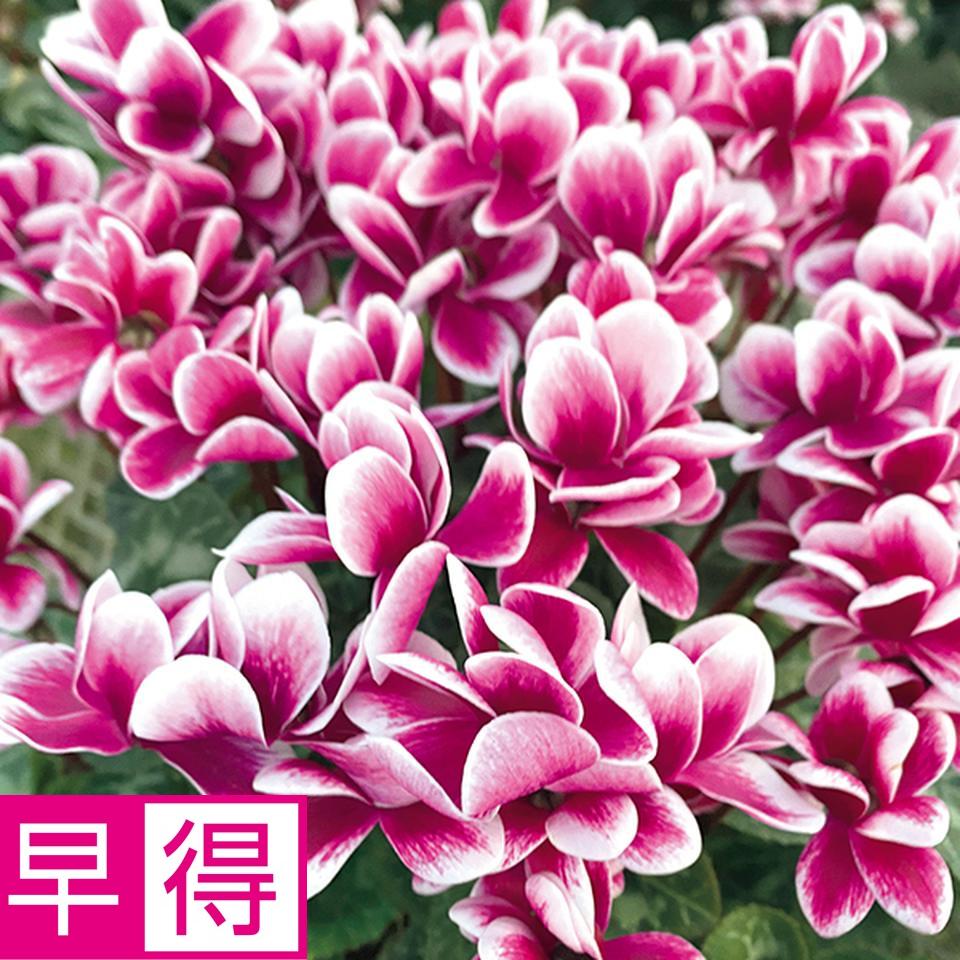 【お歳暮 ギフト早得】矢祭園芸 シクラメン「チモ」（ＳＵＳｔｅｅ付） 商品サムネイル