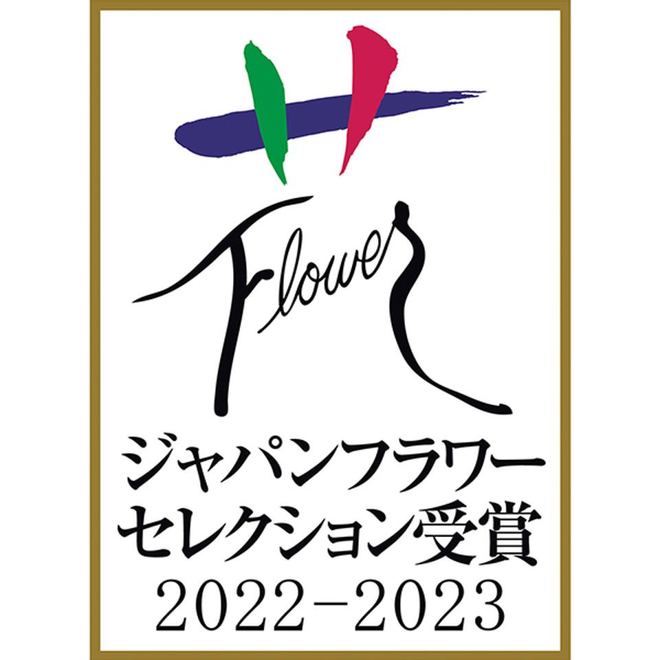【お歳暮 ギフト早得】矢祭園芸 シクラメン「チモ」(SUStee付) 商品画像(2)