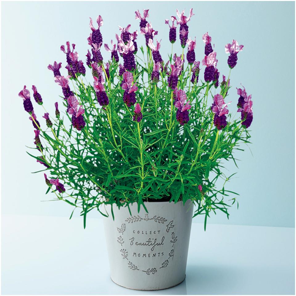 【母の日早得】矢祭園芸ラベンダー「プリマベーラ」（ＳＵＳＴＥＥ付） 商品サムネイル