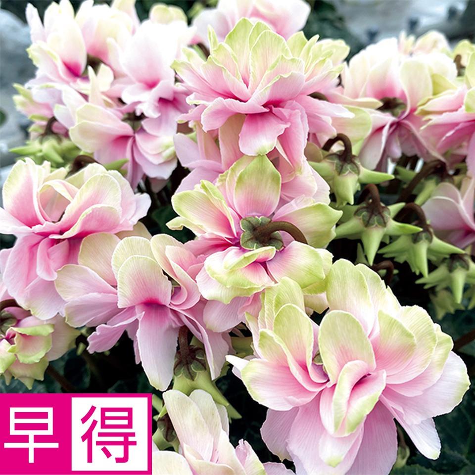 【お歳暮 ギフト早得】矢祭園芸 シクラメン「ローゼス」ライトピンク（ＳＵＳｔｅｅ付） 商品サムネイル