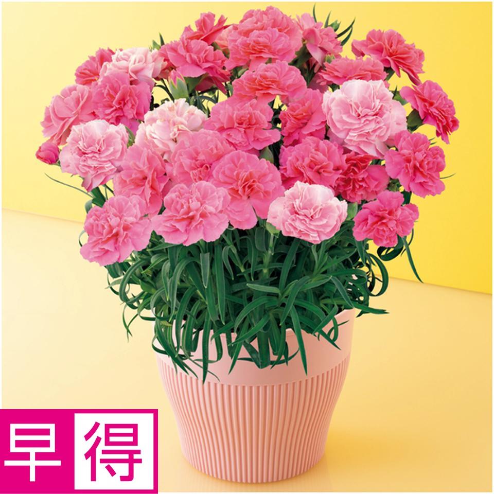 【母の日早得】矢祭園芸カーネーション「ひなあられ」（ＳＵＳＴＥＥ付） 商品サムネイル