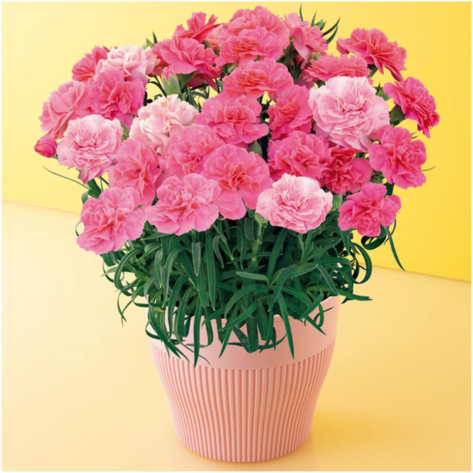 【母の日早得】矢祭園芸カーネーション「ひなあられ」（ＳＵＳＴＥＥ付） 商品サムネイル