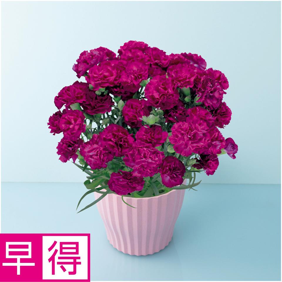 【母の日早得】矢祭園芸カーネーション「ムジカ」（ＳＵＳＴＥＥ付） 商品サムネイル