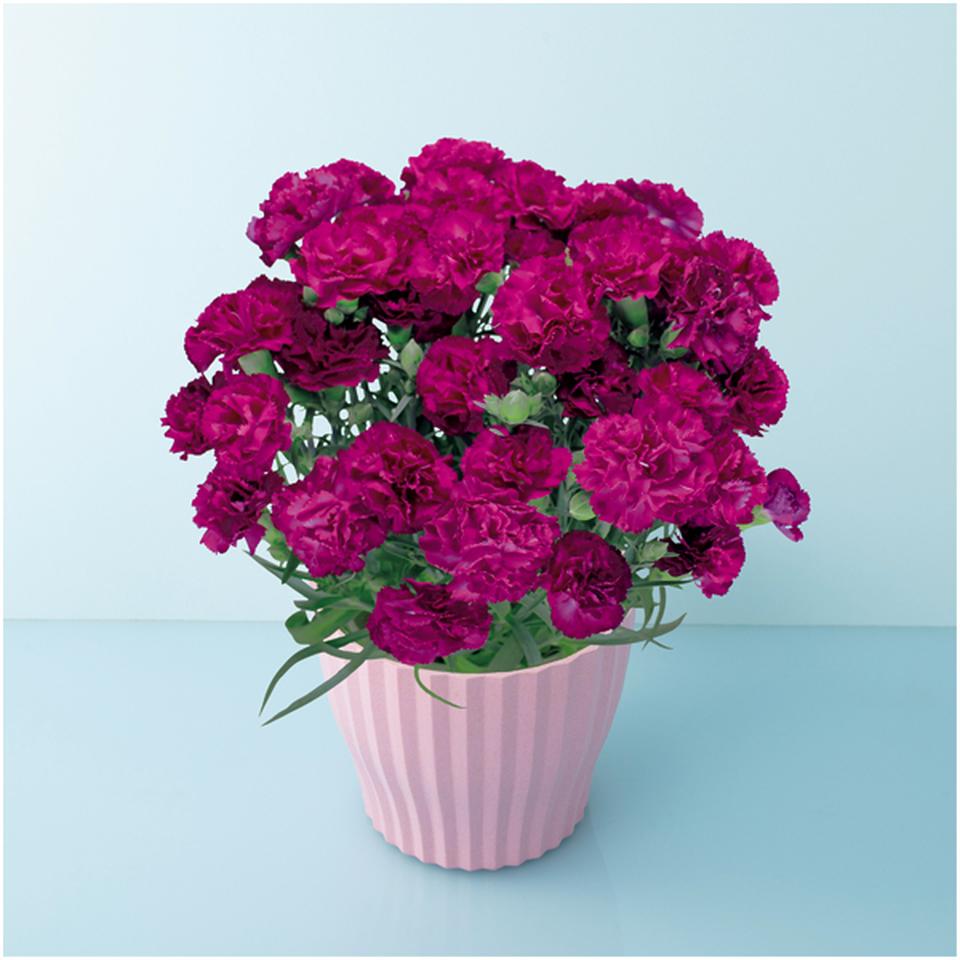 【母の日早得】矢祭園芸カーネーション「ムジカ」（ＳＵＳＴＥＥ付） 商品サムネイル