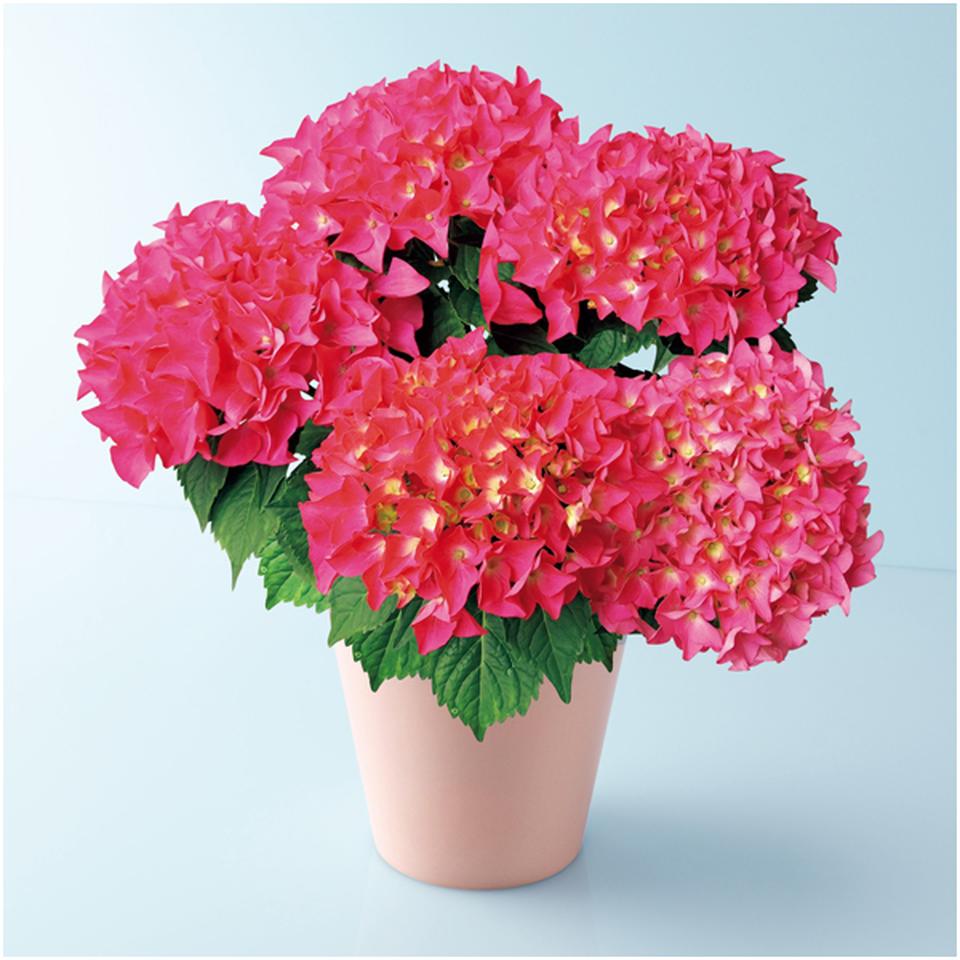 【母の日早得】あじさい「パリジェンヌ」（ＳＵＳＴＥＥ付） 商品サムネイル