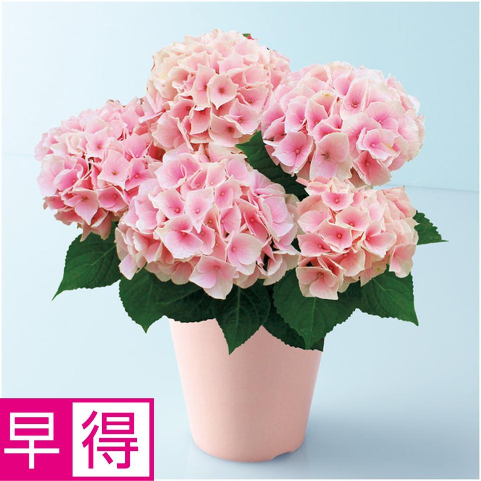 【母の日早得】宮崎園芸あじさい「コットンキャンディ」（ＳＵＳＴＥＥ付） 商品サムネイル