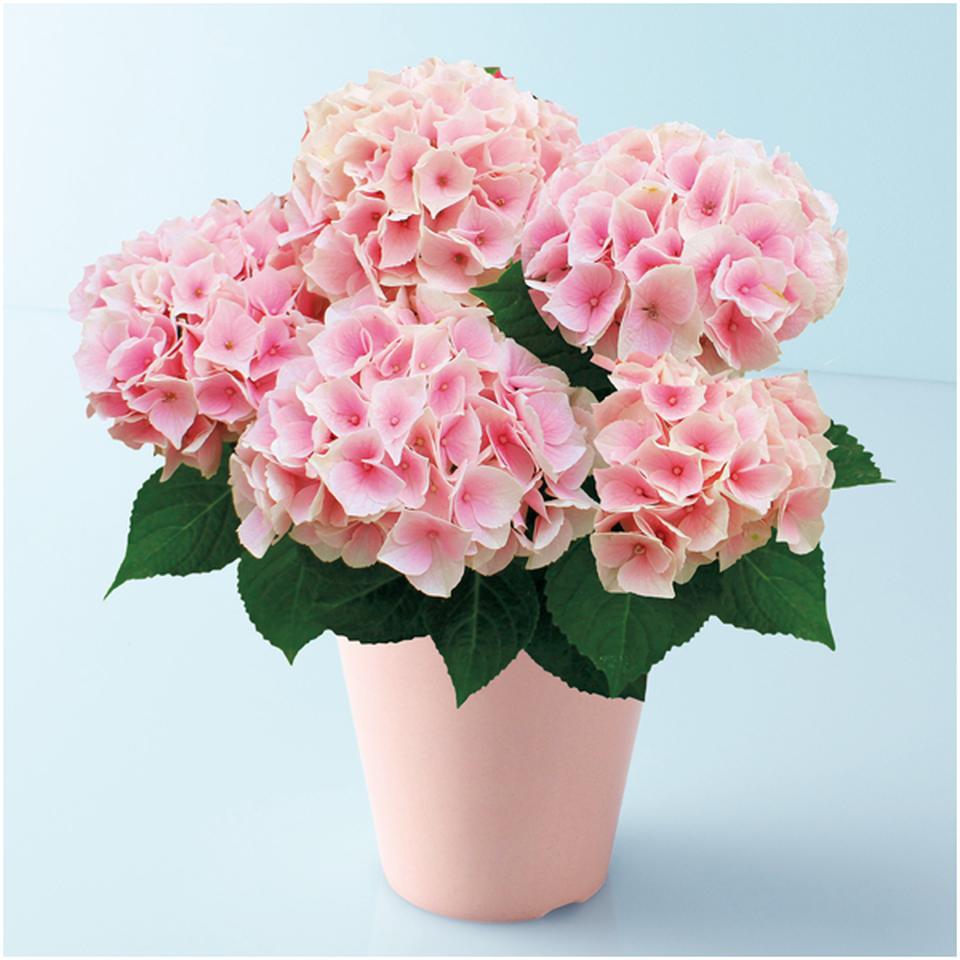 【母の日早得】宮崎園芸あじさい「コットンキャンディ」（ＳＵＳＴＥＥ付） 商品サムネイル