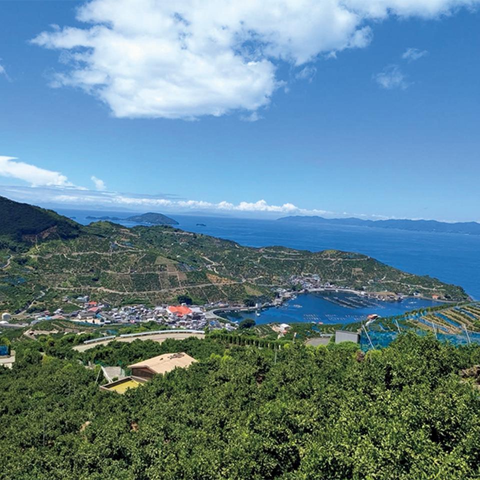 【お歳暮 ギフト早得】愛媛県産(JAにしうわ川上共選) 自宅用 風みかん 商品画像(1)