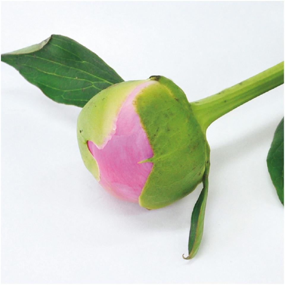 【母の日早得】竹中庭園緑化グレースフルピオニーブーケ 商品画像(2)