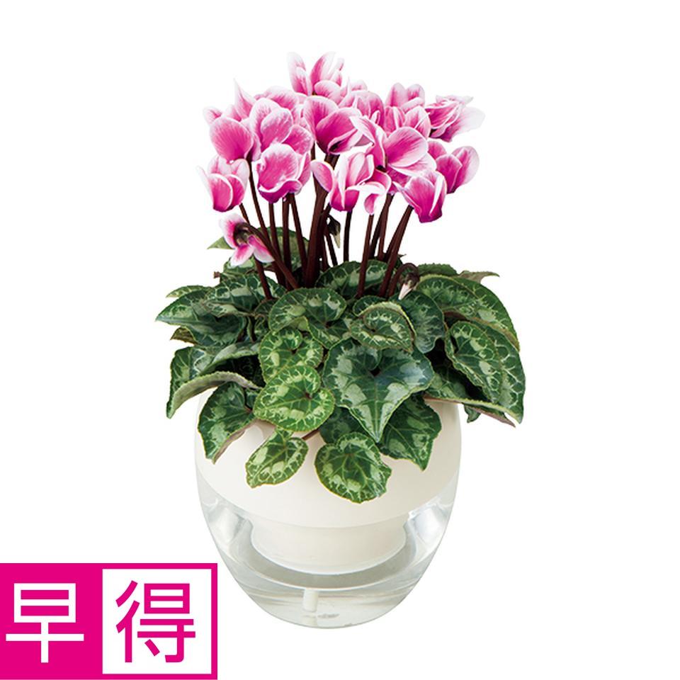 【お歳暮 ギフト早得】 みずてまりんのシクラメン 商品サムネイル
