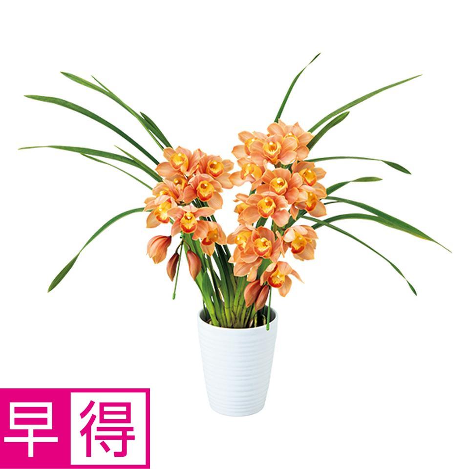 【お歳暮 ギフト早得】 香るシンビジューム２Ｆアーチ仕立て「ミルクティー」（ＳＵＳｔｅｅ付） 商品サムネイル