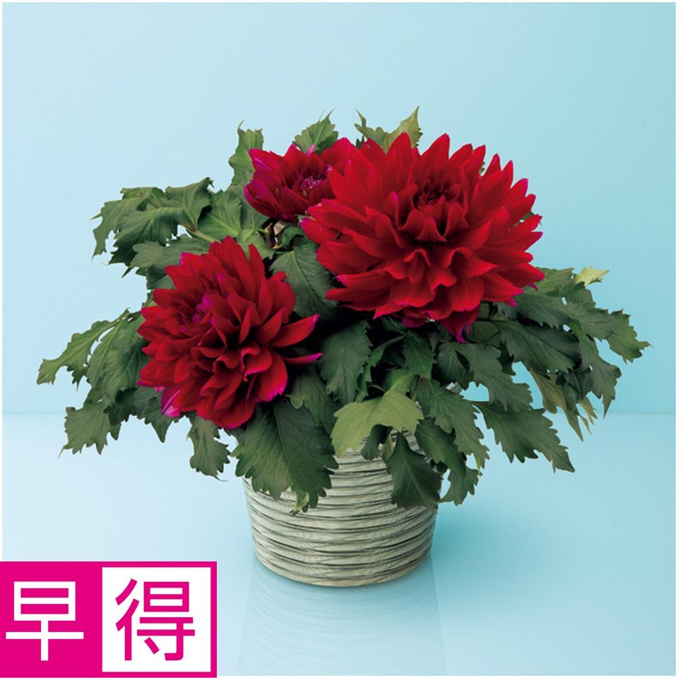 【母の日早得】華金剛ダリア「こまち」（ＳＵＳＴＥＥ付） 商品サムネイル