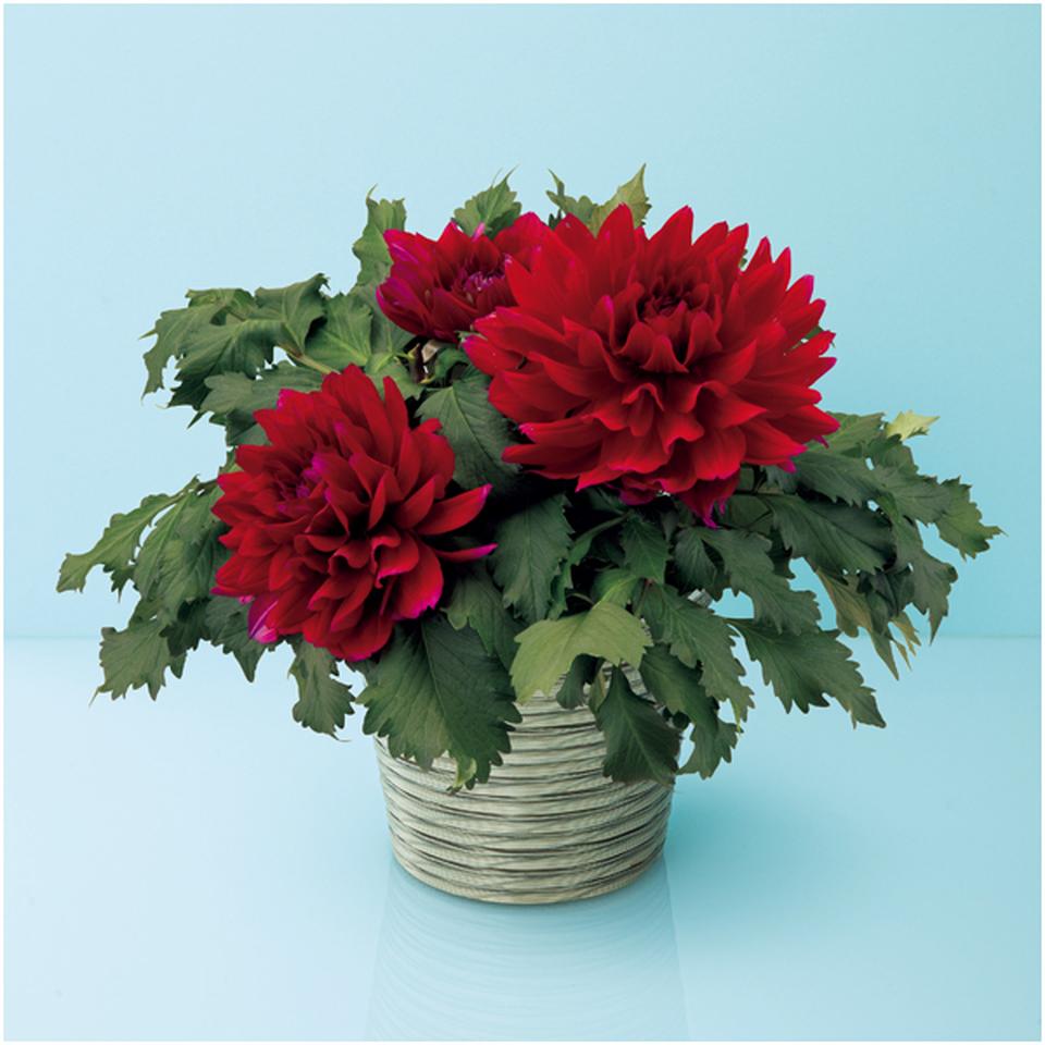 【母の日早得】華金剛ダリア「こまち」（ＳＵＳＴＥＥ付） 商品サムネイル