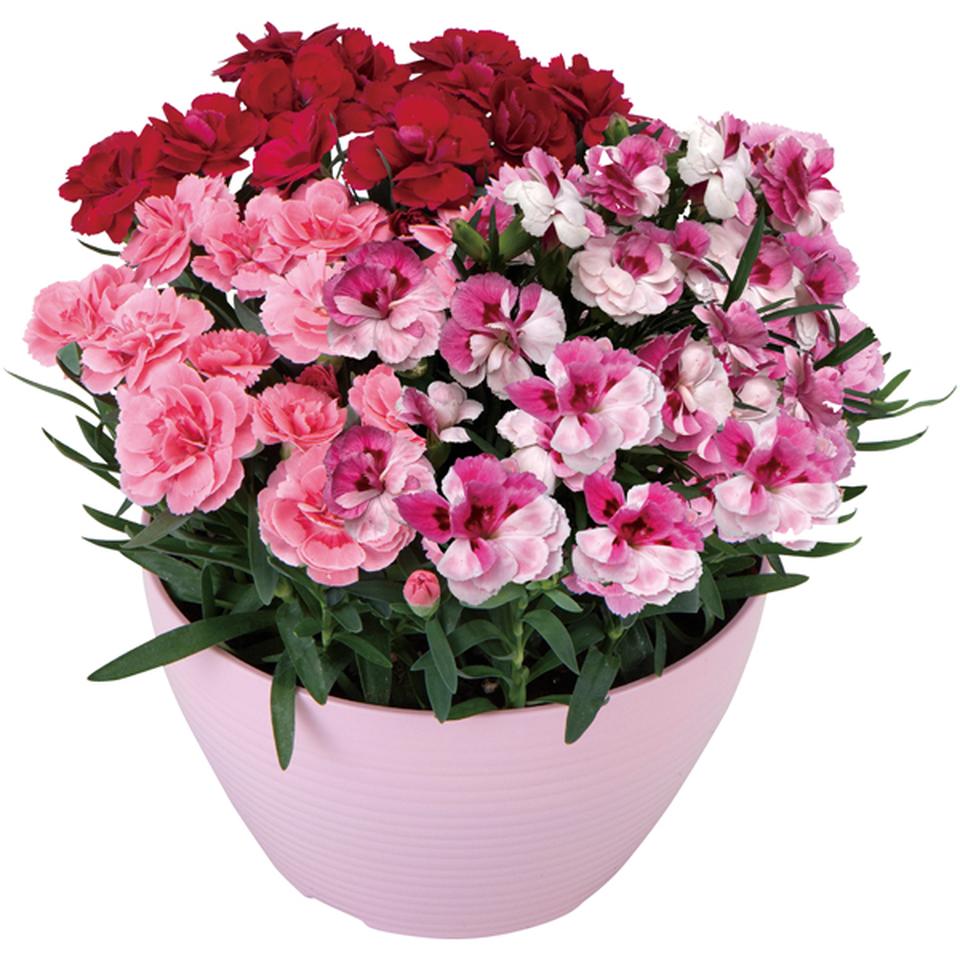 【母の日早得】浅野園芸カーネーション３色寄せ植え（ＳＵＳＴＥＥ付） 商品サムネイル