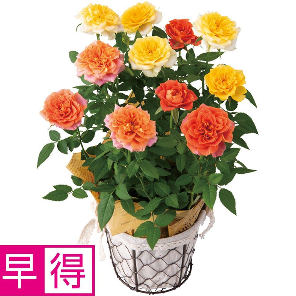 【母の日早得】新月バラ園ミニバラ「ルシンドＭＩＸ」（ＳＵＳＴＥＥ付） 商品サムネイル