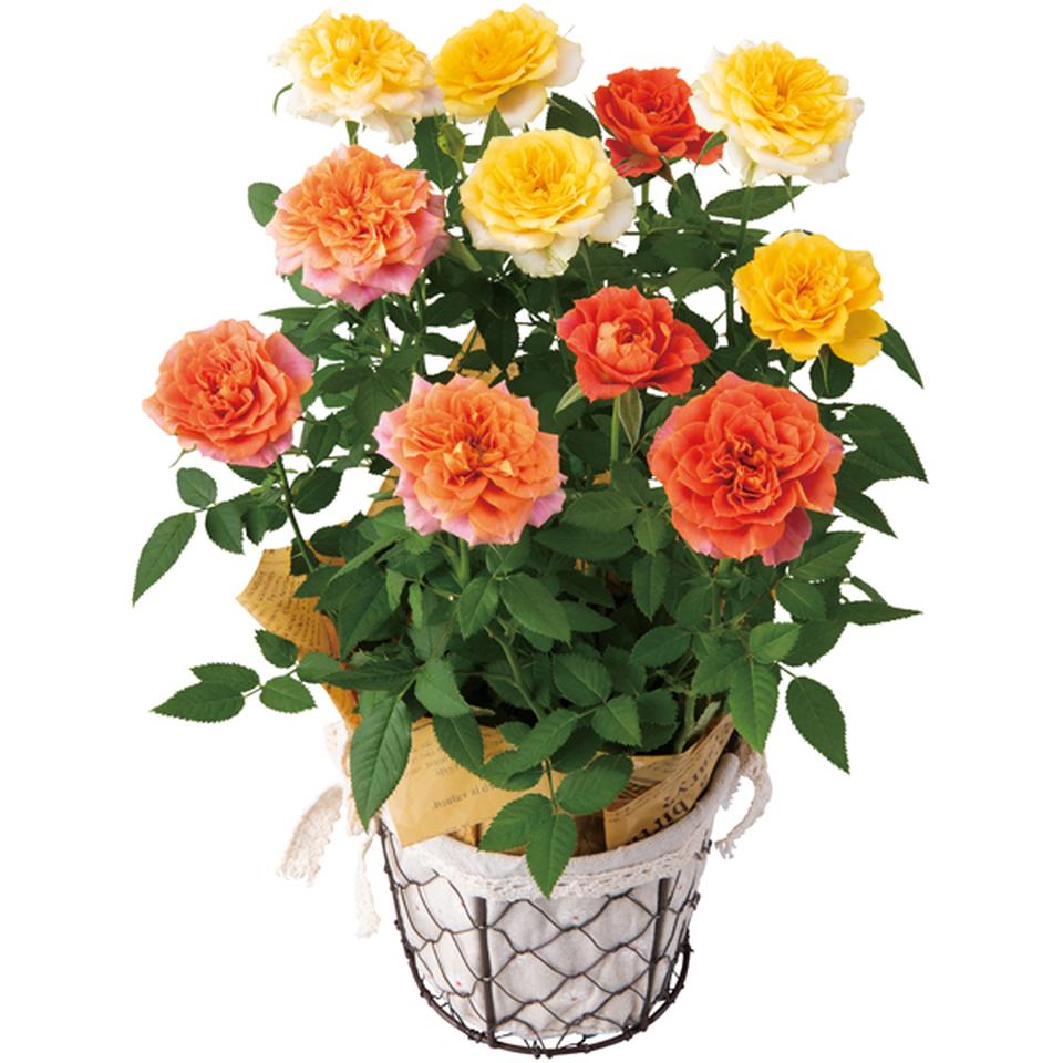 【母の日早得】新月バラ園ミニバラ「ルシンドＭＩＸ」（ＳＵＳＴＥＥ付） 商品サムネイル