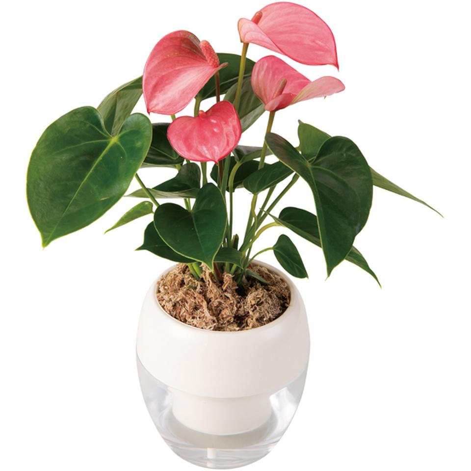 【母の日早得】みずてまりんＬ（アンスリューム） 商品サムネイル