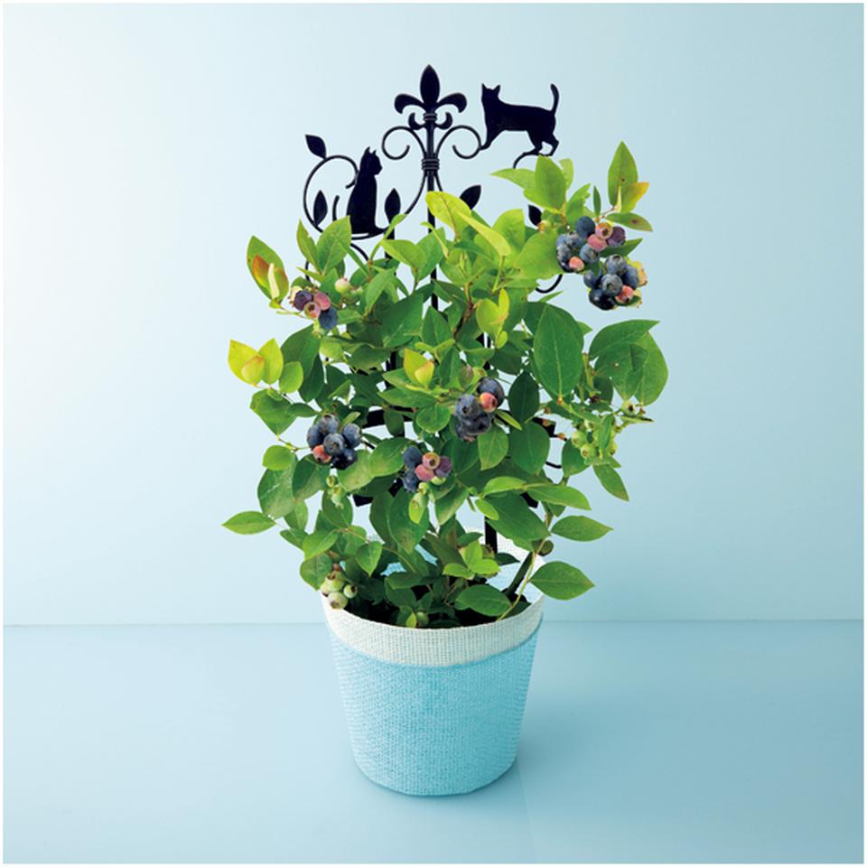 【母の日早得】万花園実付きブルーベリー（ＳＵＳＴＥＥ付） 商品サムネイル