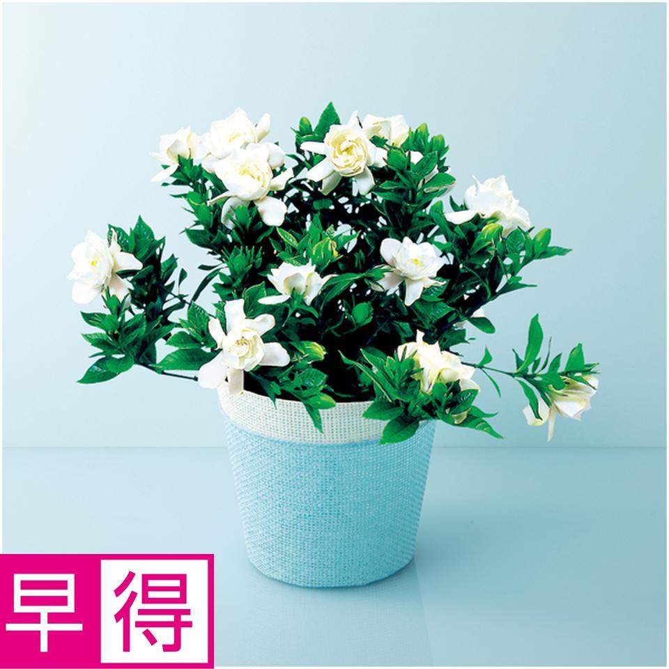 【母の日早得】くちなし～ガーデニア～（ＳＵＳＴＥＥ付） 商品サムネイル