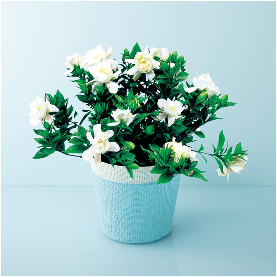 【母の日早得】くちなし～ガーデニア～（ＳＵＳＴＥＥ付） 商品サムネイル