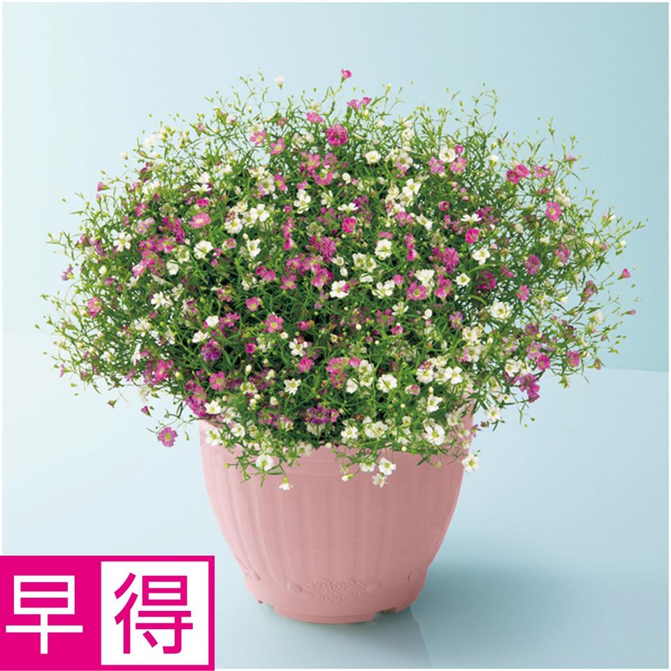 【母の日早得】花の海かすみ草「ジプシー」ホワイト＆ローズ（ＳＵＳＴＥＥ付） 商品サムネイル