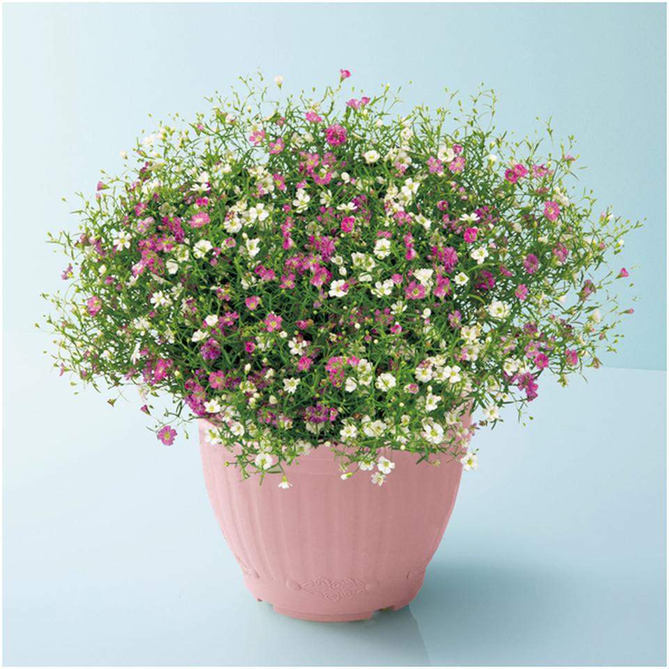 【母の日早得】花の海かすみ草「ジプシー」ホワイト＆ローズ（ＳＵＳＴＥＥ付） 商品サムネイル
