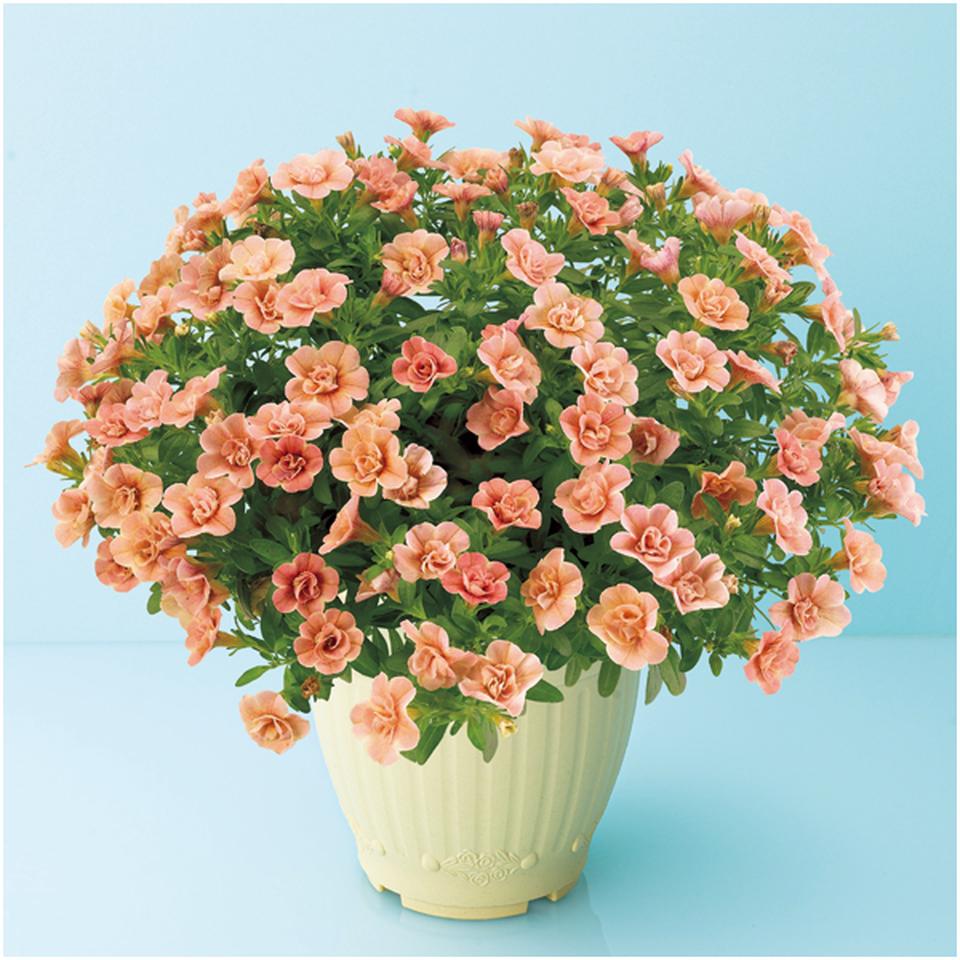 【母の日】ジョルディカワムラカリブラコアアンティーク　Ｎｏ．３８（ＳＵＳＴＥＥ付） 商品サムネイル