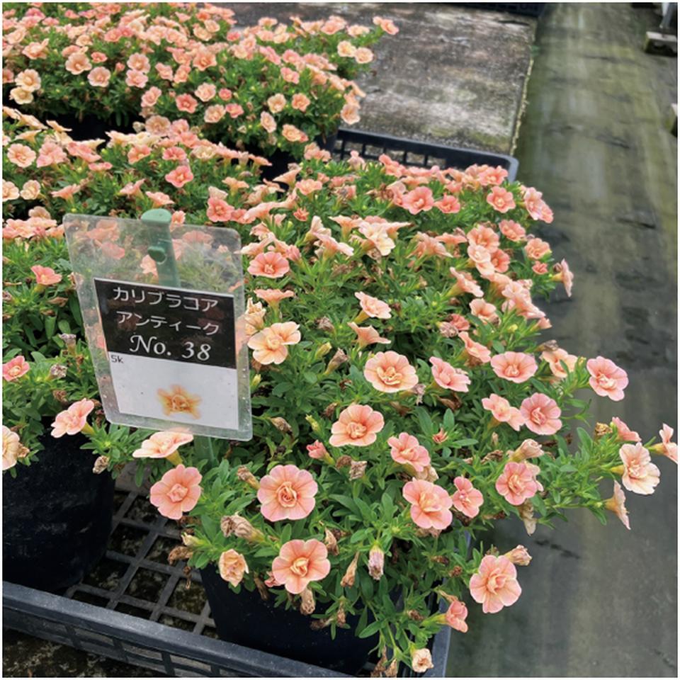 【母の日】ジョルディカワムラカリブラコアアンティーク No.38(SUSTEE付) 商品画像(1)