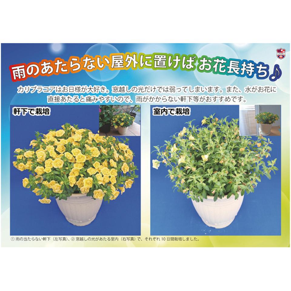 【母の日】ジョルディカワムラカリブラコアアンティーク No.38(SUSTEE付) 商品画像(2)