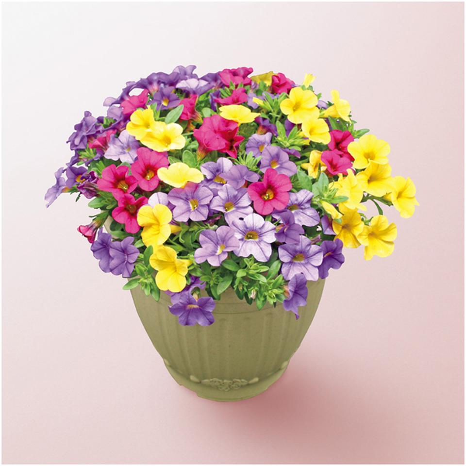 【母の日】ジョルディカワムラカリブラコアＭＩＸ（ＳＵＳＴＥＥ付） 商品サムネイル