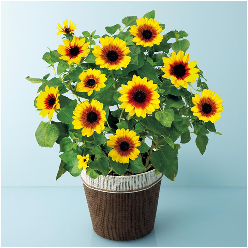 【母の日】ハルディンひまわり「ソルシーカー・ハニー」（ＳＵＳＴＥＥ付） 商品サムネイル