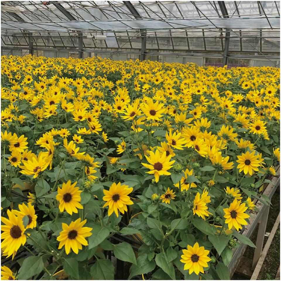 【母の日】ハルディンひまわり「ソルシーカー・ハニー」(SUSTEE付) 商品画像(1)