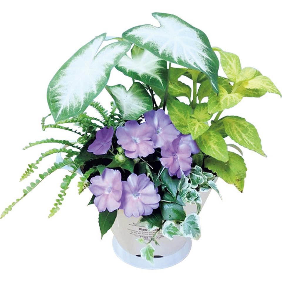 【夏の贈りもの】花の海　夏の寄せ植え「木漏れ日」（ＳＵＳｔｅｅ付） 商品サムネイル