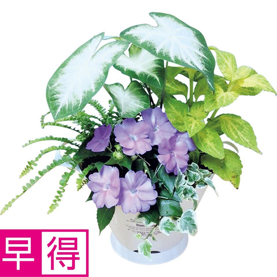 【夏の贈りもの早得】花の海　夏の寄せ植え「木漏れ日」（ＳＵＳｔｅｅ付） 商品サムネイル
