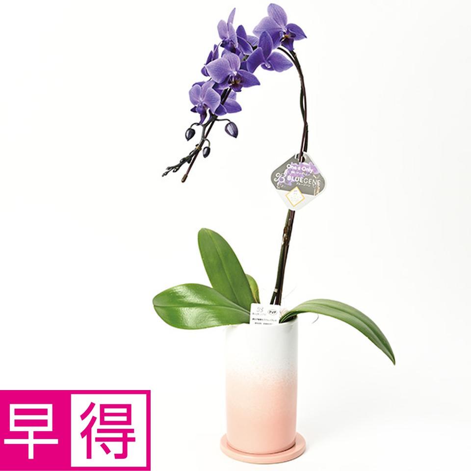 【夏の贈りもの早得】石原産業　胡蝶蘭「ＢＬＵＥ　ＧＥＮＥ（ブルージーン）」（ＳＵＳｔｅｅ付）１本立ち 商品サムネイル