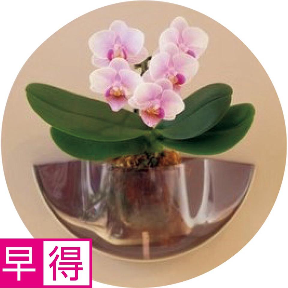 【夏の贈りもの早得】ｒａｎｔｏ　胡蝶蘭　ＨＡＬＯ 商品サムネイル