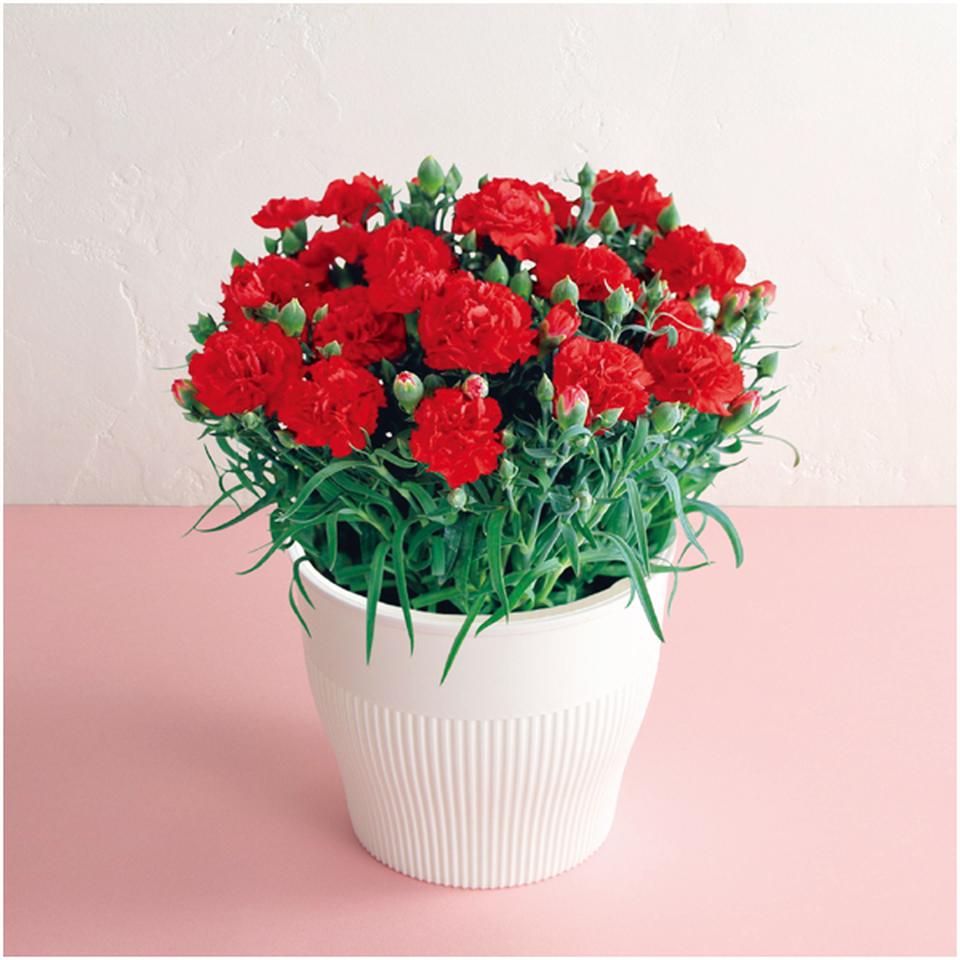 【母の日早得】アサミグリーンプランツカーネーション「伝えたい想い」（ＳＵＳＴＥＥ付）＋花菓蔵の粒あんどら焼き 商品サムネイル