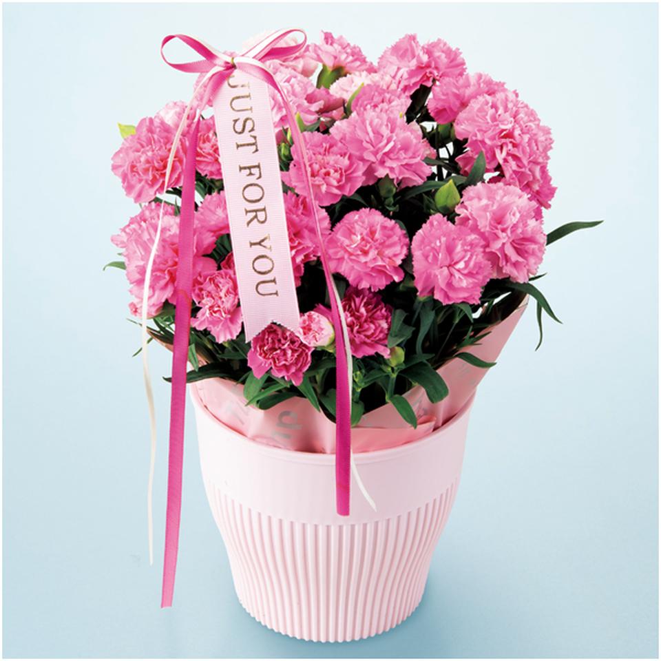 【母の日早得】アサミグリーンプランツカーネーション「ホットハート」(SUSTEE付)+神戸スイーツポート 母の日焼き菓子セット 商品画像(2)