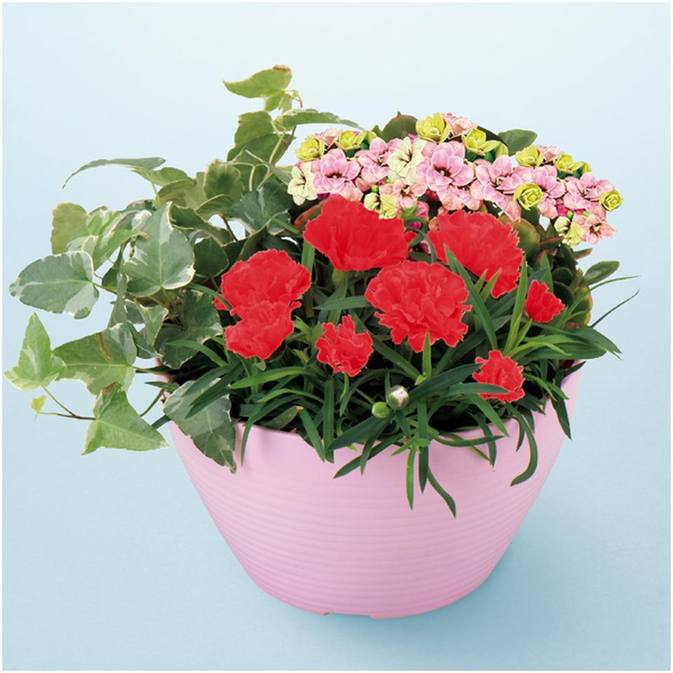 【母の日早得】アサミグリーンプランツカーネーションの寄せ植え(SUSTEE付)+神戸スイーツポート 母の日焼き菓子セット 商品画像(2)