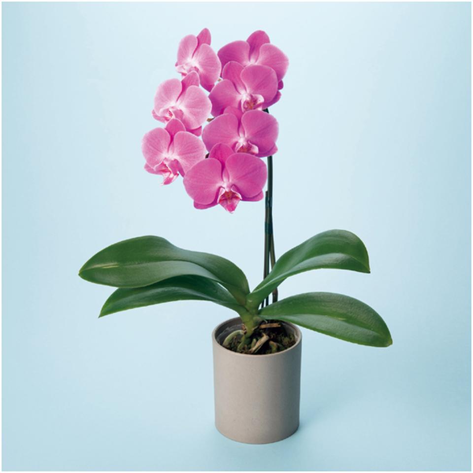 【母の日早得】リーフミディ胡蝶蘭「ペニー」(SUSTEE付)+東京堂 芋パウンドケーキ 商品画像(2)