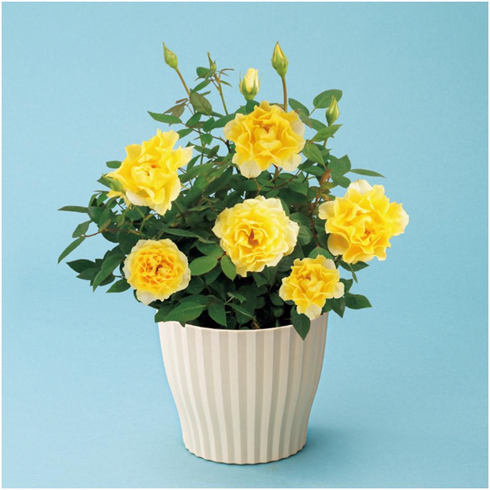 【父の日】ミニバラ「イエロー」（ＳＵＳＴＥＥ付） 商品サムネイル