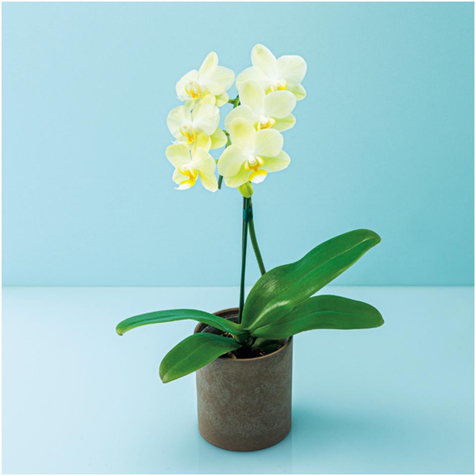 【父の日早得】リーフミディ胡蝶蘭「グリーンピクシー」(SUSTEE付)+太田製茶 玉露入りわらび餅 商品画像(2)