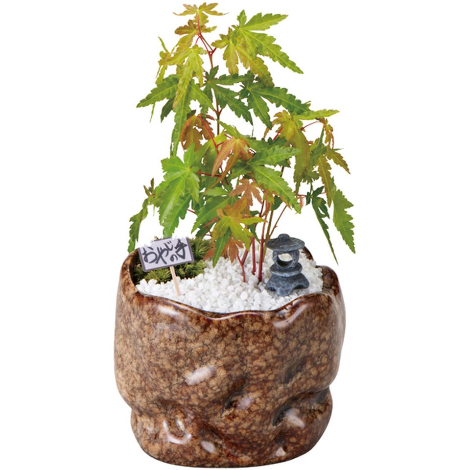 【父の日早得】新月バラ園親父の手紅葉(SUSTEE付)+花菓蔵の粒あんどら焼き 商品画像(2)