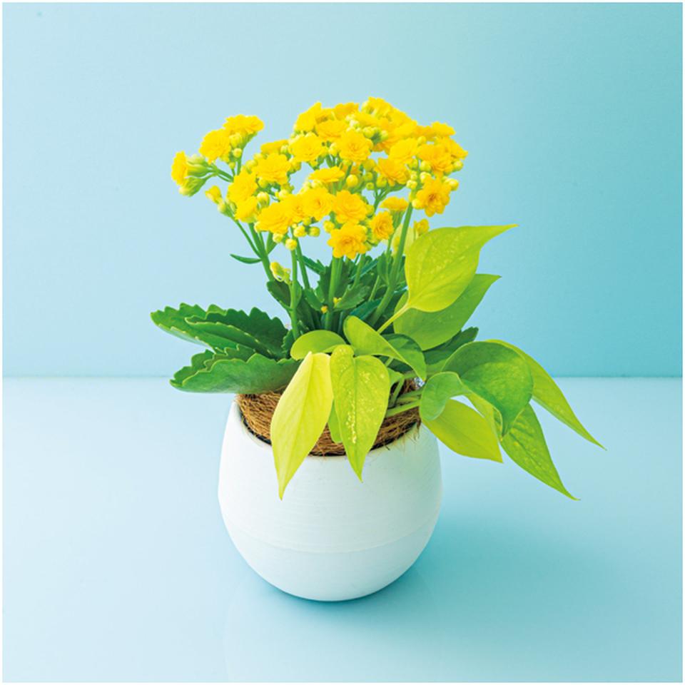 【父の日早得】SUNCOFインテリアグリーンの寄せ植え(SUSTEE付)+花菓蔵の粒あんどら焼き 商品画像(1)