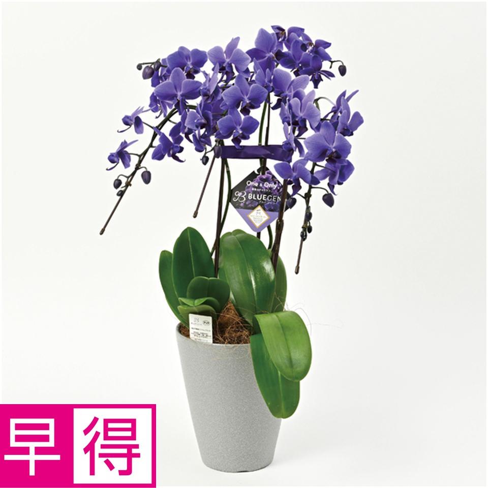 【父の日早得】石原産業胡蝶蘭「ＢＬＵＥ　ＧＥＮＥ（ブルージーン）」（ＳＵＳＴＥＥ付）３本立ち 商品サムネイル